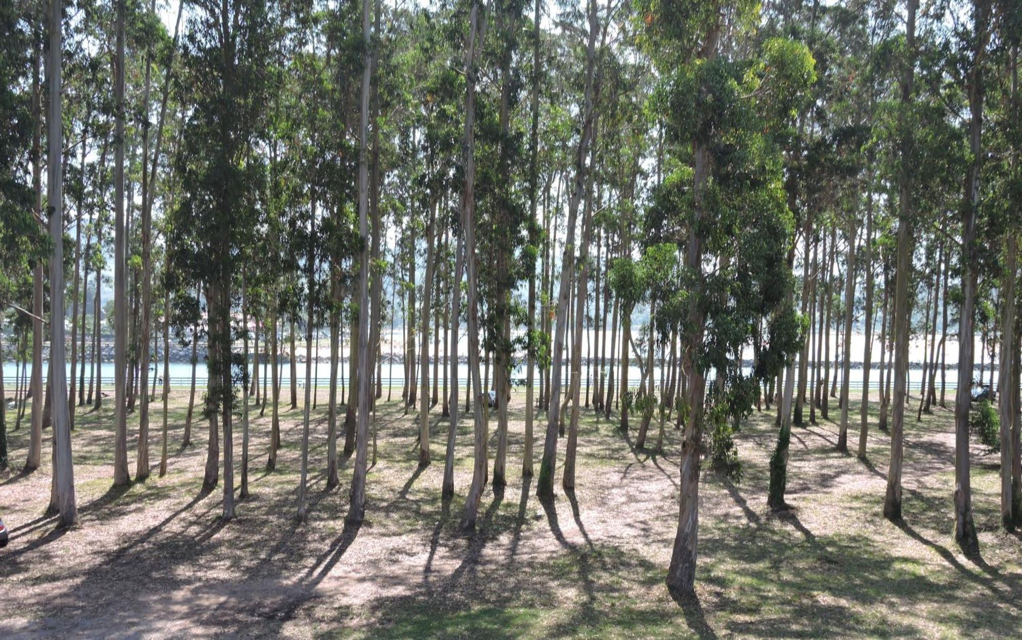 Apartamento Pie De Playa, El Puntal-Villaviciosa Villaviciosa  Dış mekan fotoğraf
